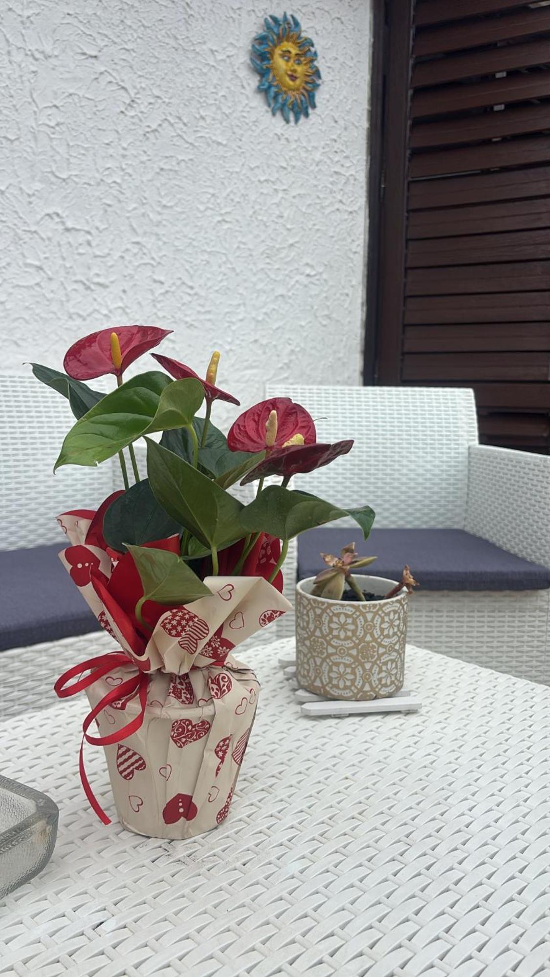 Appartamento Giardini Naxos Butterflies Home Schiso Ngoại thất bức ảnh